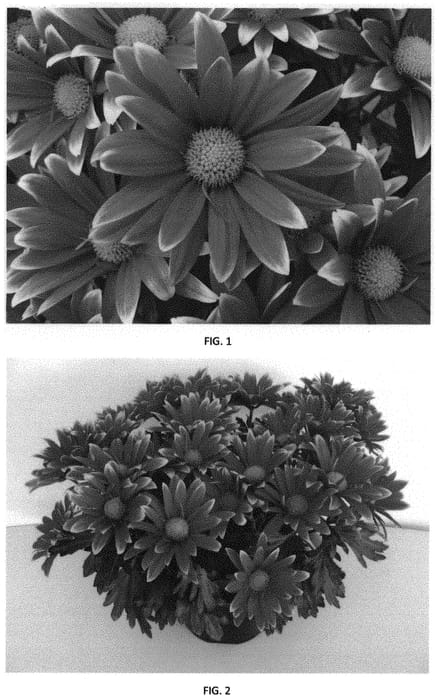 Figure 1 of US plant patent PP31972, the photograph of CIDZ0099 printed in the patent.