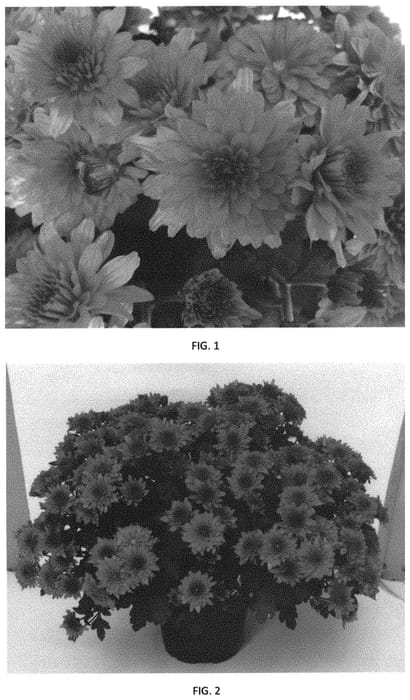 Figure 1 of US plant patent PP31973, the photograph of CIFZ0073 printed in the patent.