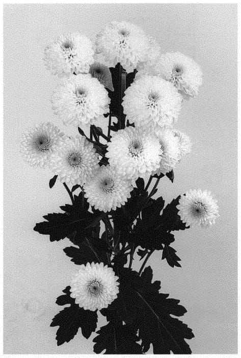 Figure 1 of US plant patent PP31974, the photograph of DLFSCO1 printed in the patent.