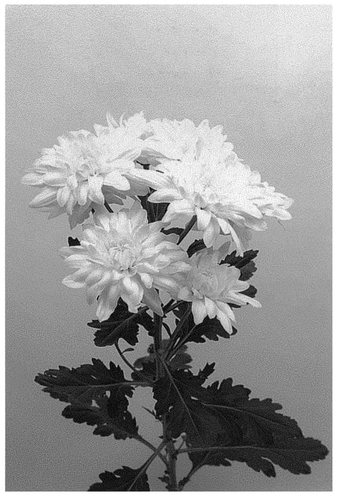 Figure 1 of US plant patent PP31975, the photograph of DLFBRI1 printed in the patent.