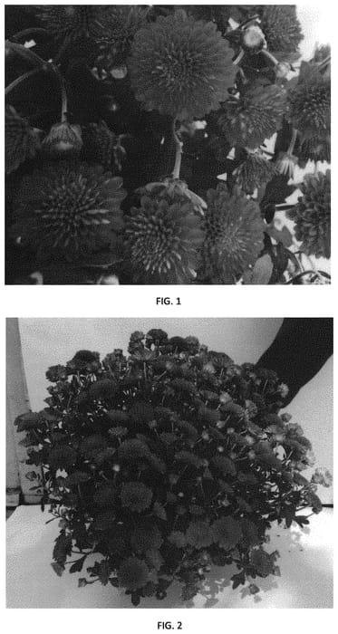 Figure 1 of US plant patent PP31976, the photograph of CIFZ0069 printed in the patent.