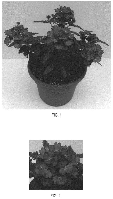 Figure 1 of US plant patent PP31977, the photograph of Balcadetlu printed in the patent.