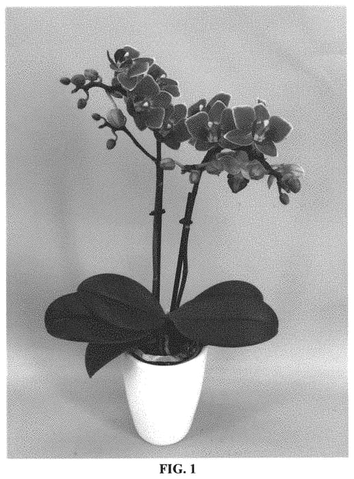 Figure 1 of US plant patent PP31978, the photograph of PHALFITYJA printed in the patent.