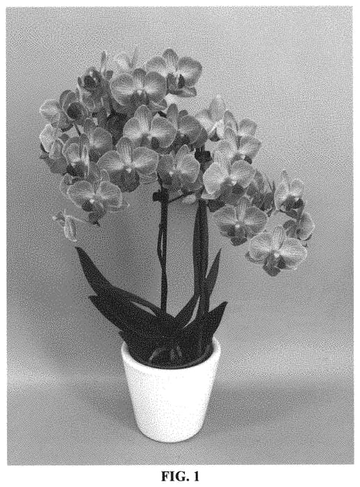 Figure 1 of US plant patent PP31979, the photograph of PHALFROFE printed in the patent.