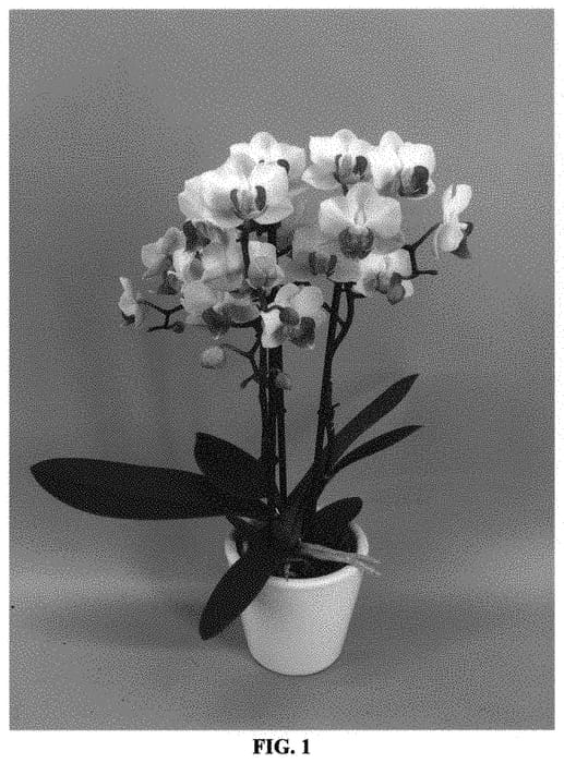 Figure 1 of US plant patent PP31980, the photograph of PHALFOFEEP printed in the patent.