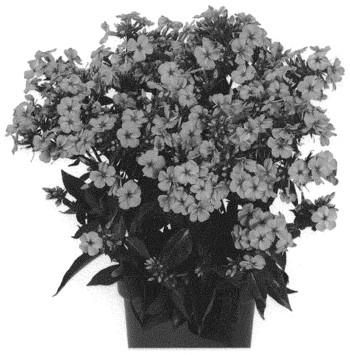 Figure 1 of US plant patent PP31981, the photograph of Dophloxearpica printed in the patent.
