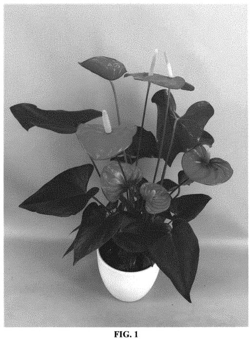 Figure 1 of US plant patent PP31982, the photograph of ANTHATEIP printed in the patent.