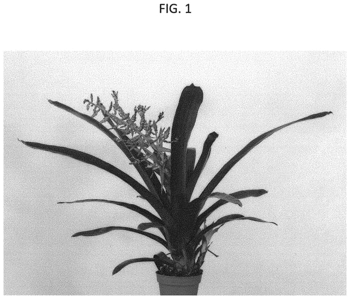 Figure 1 of US plant patent PP31983, the photograph of DURALIL printed in the patent.
