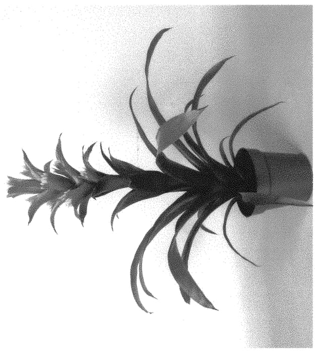 Figure 1 of US plant patent PP31984, the photograph of CHIC printed in the patent.
