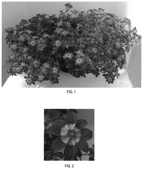 Figure 1 of US plant patent PP31985, the photograph of Baleehedi printed in the patent.