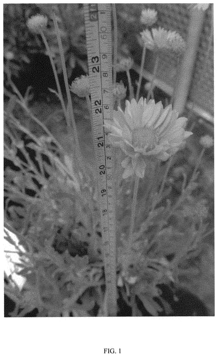 Figure 1 of US plant patent PP31986, the photograph of HARAPHON printed in the patent.