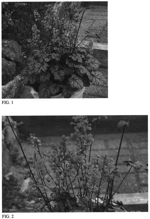 Figure 1 of US plant patent PP31987, the photograph of Timeless Treasure printed in the patent.