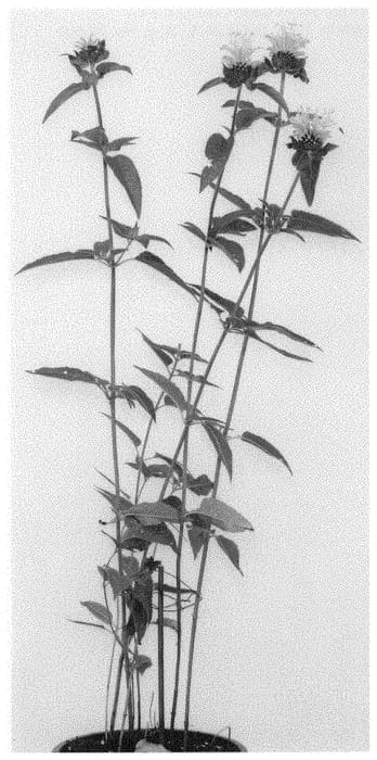 Figure 1 of US plant patent PP31988, the photograph of Juliette printed in the patent.