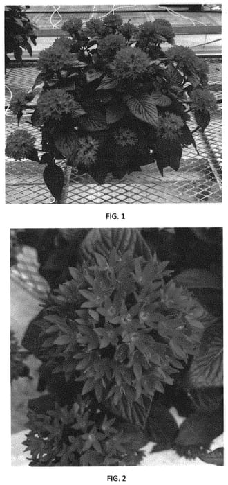 Figure 1 of US plant patent PP31989, the photograph of PEZZ0014 printed in the patent.