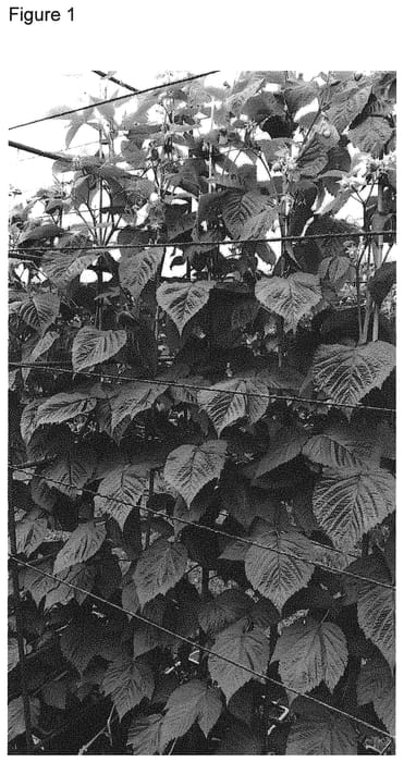 Figure 1 of US plant patent PP31991, the photograph of Dafne printed in the patent.