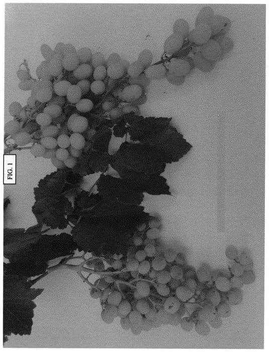 Figure 1 of US plant patent PP31992, the photograph of SV22-88e-124 printed in the patent.