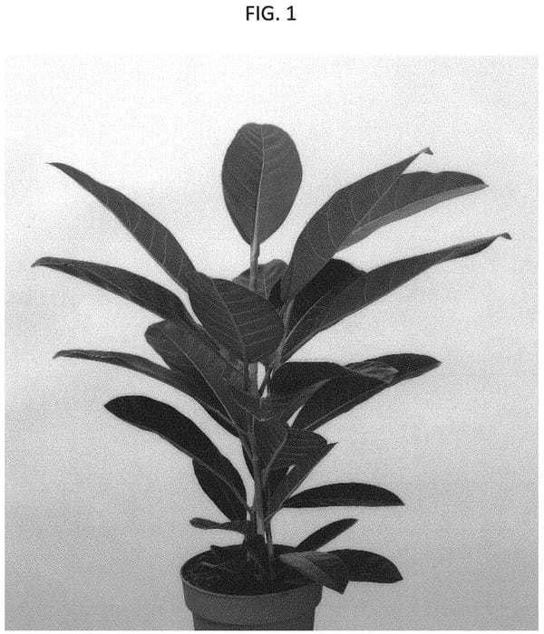 Figure 1 of US plant patent PP31993, the photograph of ESPE1901 printed in the patent.