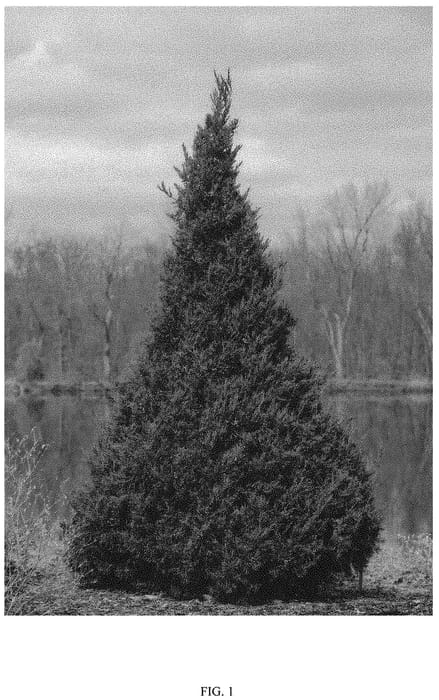 Figure 1 of US plant patent PP31994, the photograph of RIKAG printed in the patent.