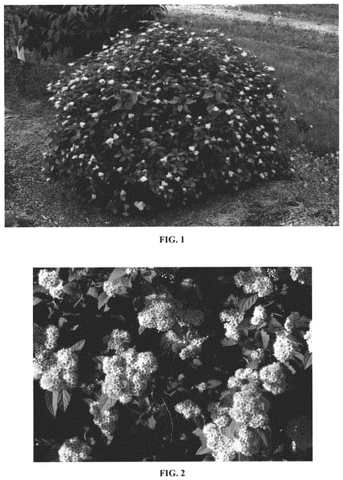 Figure 1 of US plant patent PP31995, the photograph of JN Select J printed in the patent.