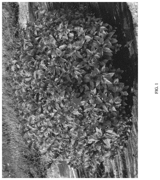 Figure 1 of US plant patent PP31996, the photograph of DAVCOP01 printed in the patent.