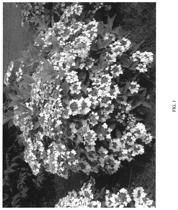 Figure 1 of US plant patent PP31997, the photograph of ILVOCLOU printed in the patent.