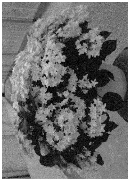 Figure 1 of US plant patent PP31999, the photograph of H218921 printed in the patent.