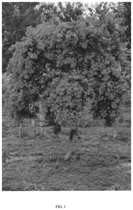 Figure 1 of US plant patent PP32000, the photograph of DABLAGE01 printed in the patent.