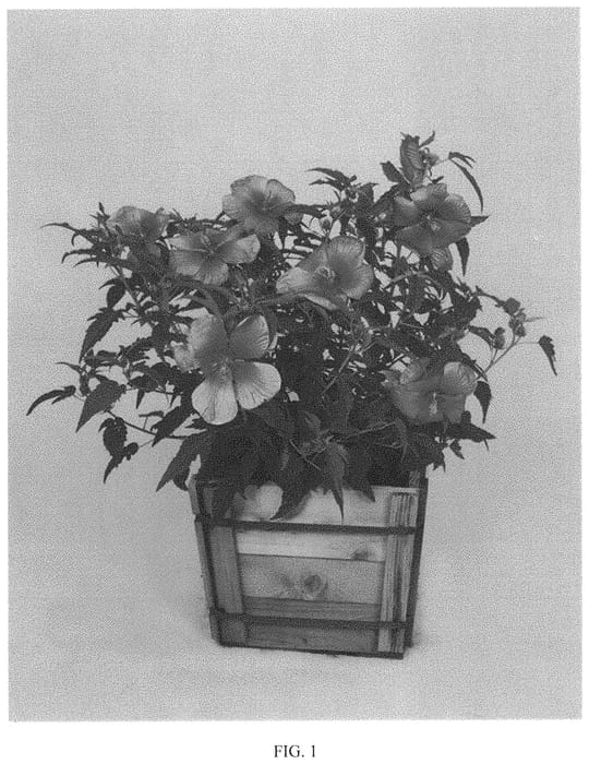 Figure 1 of US plant patent PP32001, the photograph of 15173 GR printed in the patent.
