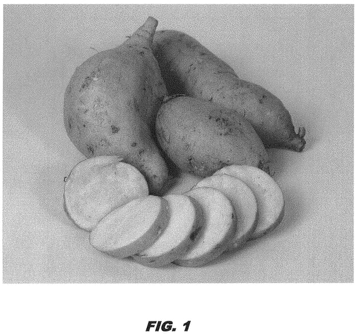 Figure 1 of US plant patent PP32002, the photograph of LA15-527 printed in the patent.