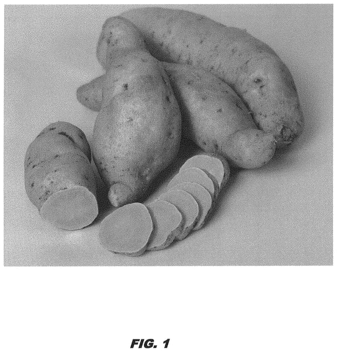 Figure 1 of US plant patent PP32003, the photograph of LA17-54 printed in the patent.