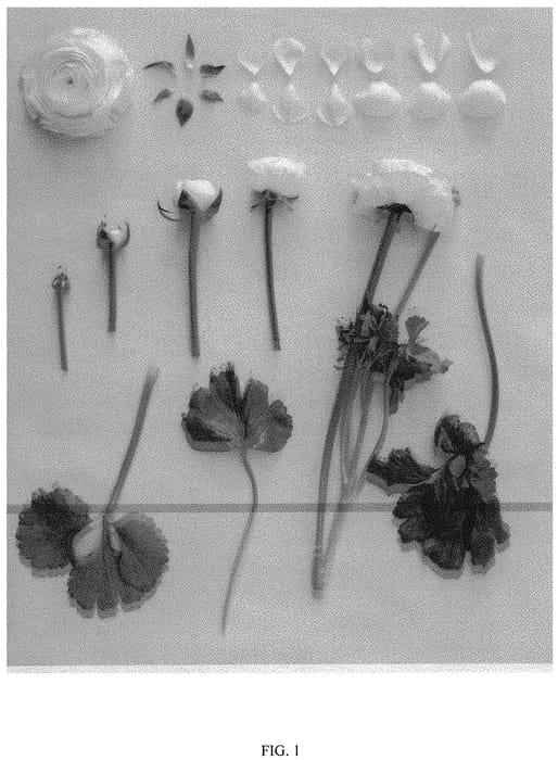Figure 1 of US plant patent PP32004, the photograph of ABMENEO printed in the patent.