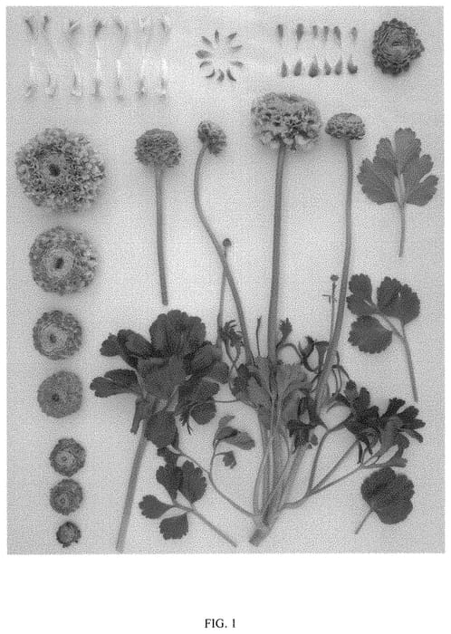 Figure 1 of US plant patent PP32005, the photograph of ABSALECAMI printed in the patent.