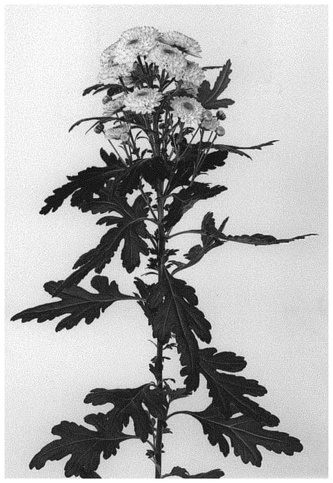 Figure 1 of US plant patent PP32006, the photograph of DLFABB12 printed in the patent.