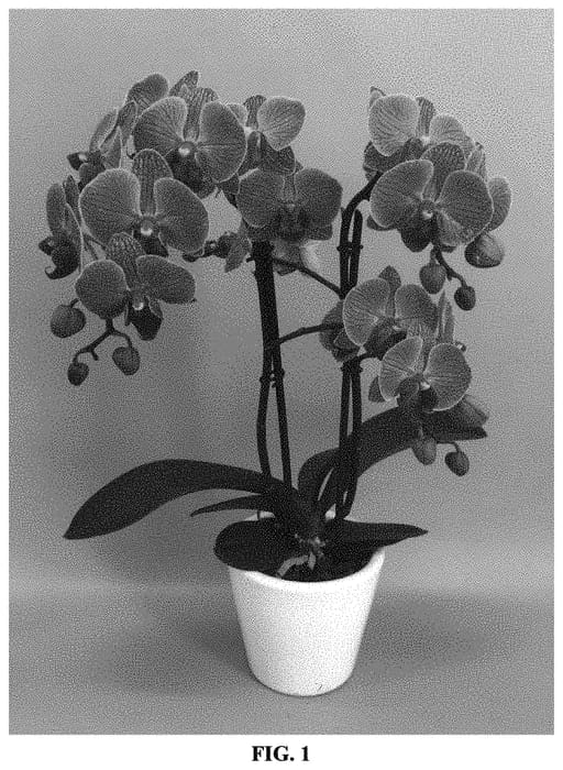 Figure 1 of US plant patent PP32007, the photograph of PHALFRYBIJ printed in the patent.