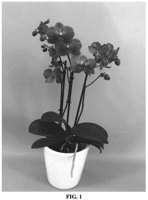 Figure 1 of US plant patent PP32008, the photograph of PHALVILMYK printed in the patent.