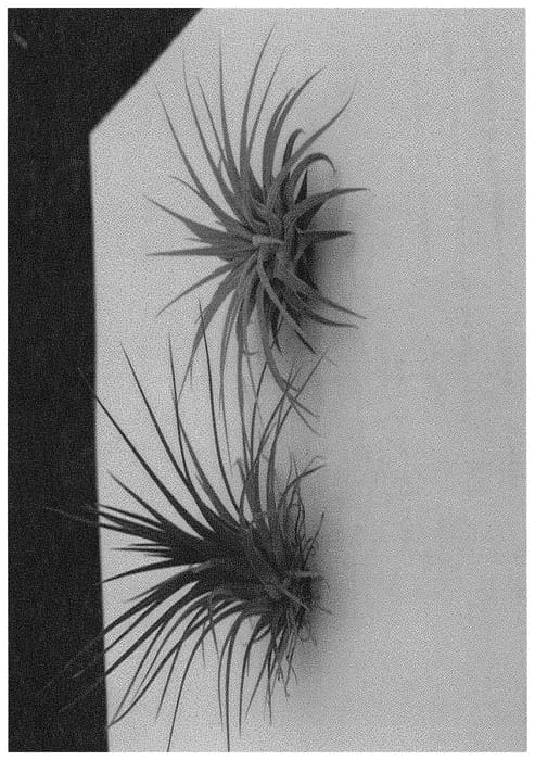 Figure 1 of US plant patent PP32009, the photograph of RAINFOREST RED printed in the patent.