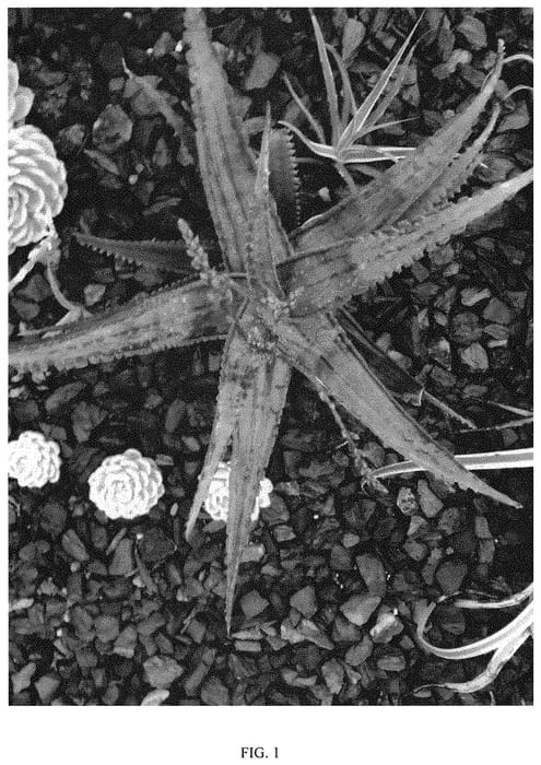 Figure 1 of US plant patent PP32010, the photograph of SWORDFISH printed in the patent.