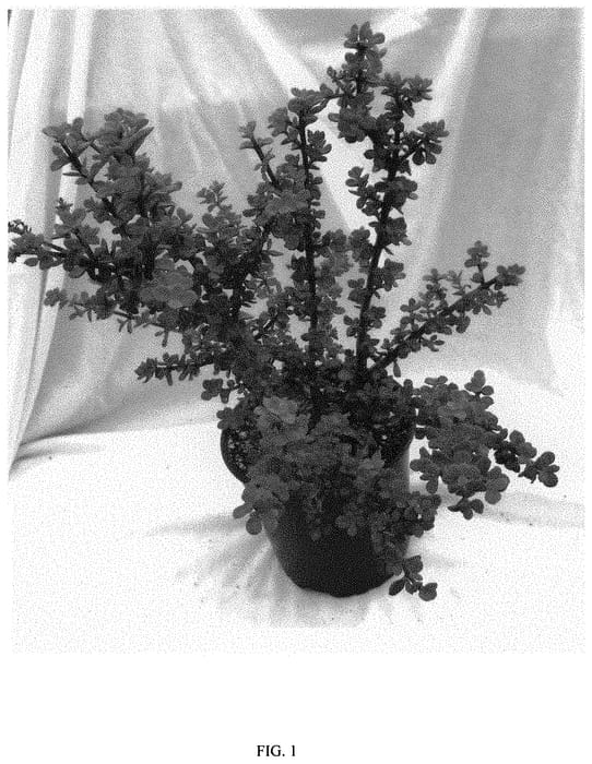 Figure 1 of US plant patent PP32011, the photograph of LILLIPUT printed in the patent.