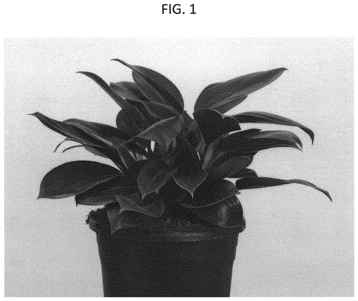 Figure 1 of US plant patent PP32012, the photograph of FLOPHI1901 printed in the patent.