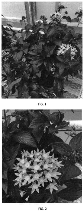 Figure 1 of US plant patent PP32013, the photograph of PEZZ0015 printed in the patent.