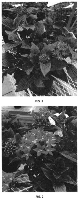 Figure 1 of US plant patent PP32014, the photograph of PEZZ0013 printed in the patent.