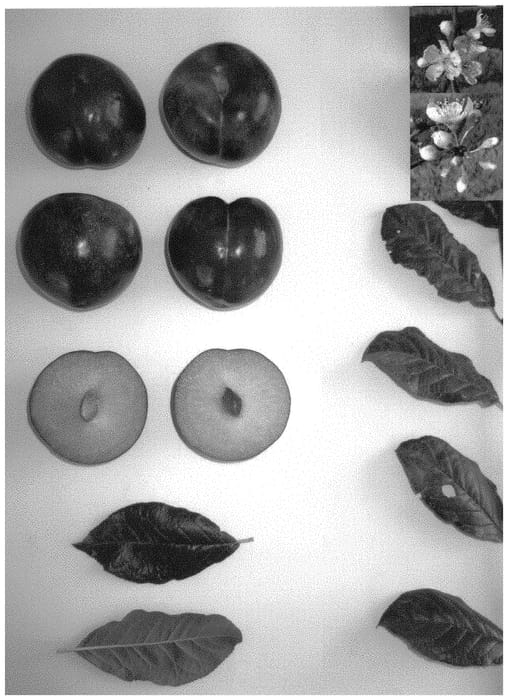 Figure 1 of US plant patent PP32015, the photograph of Plumcandy XVI printed in the patent.