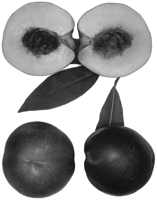 Figure 1 of US plant patent PP32016, the photograph of Magic Fire printed in the patent.