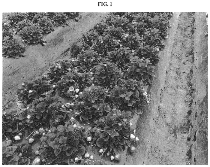 Figure 1 of US plant patent PP32017, the photograph of BG-9.3147 printed in the patent.