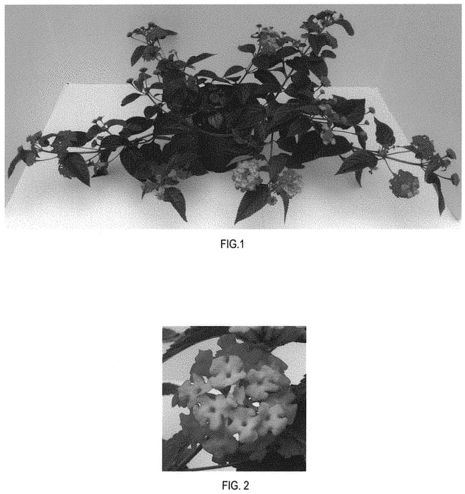 Figure 1 of US plant patent PP32018, the photograph of Balandusbi printed in the patent.