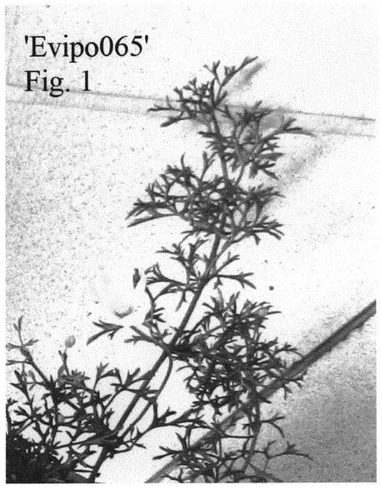 Figure 1 of US plant patent PP32019, the photograph of Evipo065 printed in the patent.