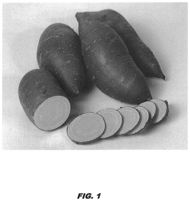 Figure 1 of US plant patent PP32020, the photograph of LA17-31 printed in the patent.