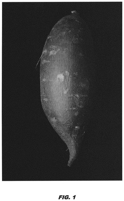 Figure 1 of US plant patent PP32021, the photograph of LA13-81 printed in the patent.