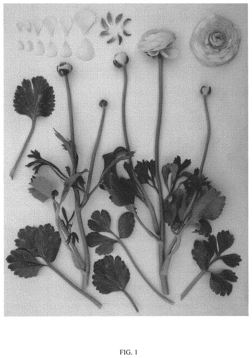 Figure 1 of US plant patent PP32022, the photograph of ABTHUNOR printed in the patent.