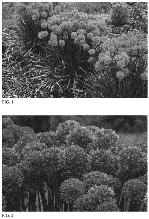 Figure 1 of US plant patent PP32023, the photograph of Serendipity printed in the patent.